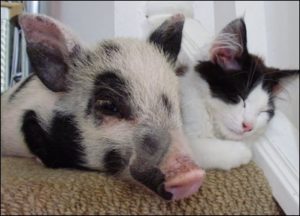Pork and on sale cats