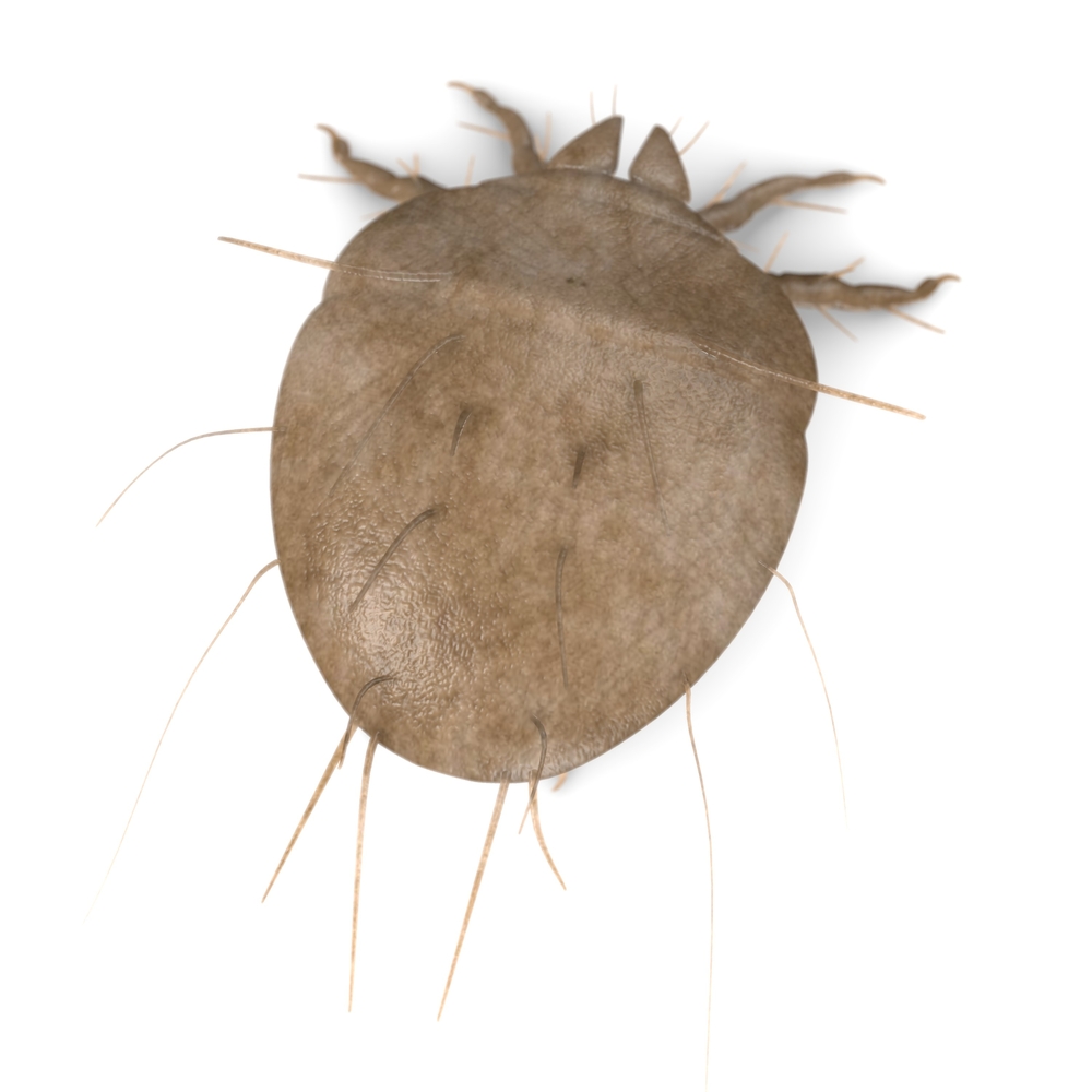 Oak mites discount